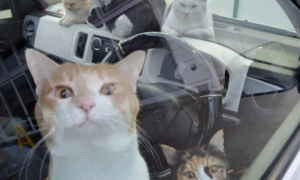 偶遇一台车内塞10只猫咪，志工担心虐猫急寻主人！