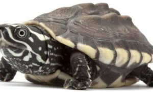 推荐六种蛋龟的种类及其特点
