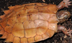 枫叶龟饲养需慎重，无论人工野生，均需办理行政许可