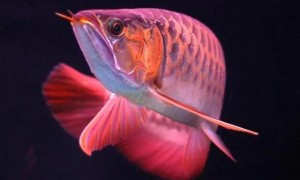 知识点：金龙鱼和红龙鱼的特点是什么？鱼友必看