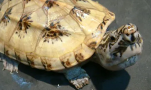 墨西哥巨型蛋龟