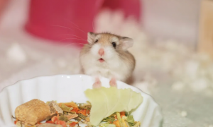 仓鼠的美食世界：它们能享受的人类食物有哪些