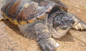 鳄鱼龟多少线一斤