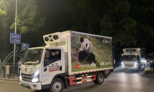 出发！大熊猫“金喜”“茱萸”启程赴西班牙