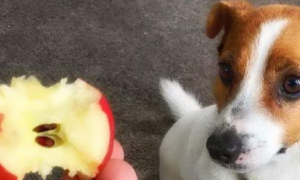 狗狗吃了半个苹果核有事吗