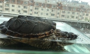 鳄鱼龟冬天养在水里吗