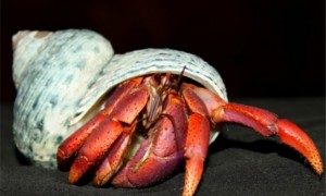 寄居蟹的壳是海螺吗
