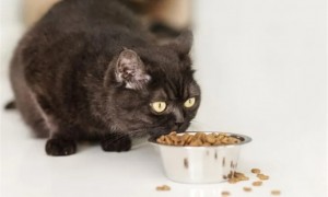 什么？猫咪对猫粮的需求还不一样？