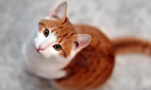 猫咪结肠炎便血能自愈吗