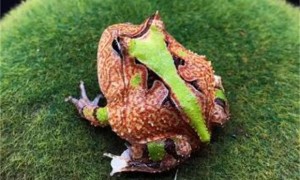 日本霸王角蛙