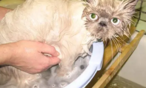 猫咪怀孕可以洗澡吗