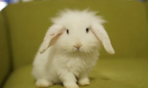 [原创]小兔子不好养？新手养兔子的十大禁忌了解一下！