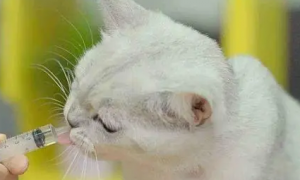 猫咪喉咙有痰咳不出来怎么办