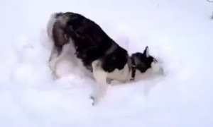第一次见到雪的哈士奇，整只狗都快疯了，反应绝了