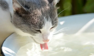猫咪喝了盐水怎么办