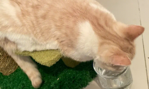 猫咪喝了爆炸盐的水怎么办呢