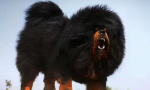 世界上被“禁养”的六大猛犬，藏獒为例其中