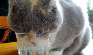 猫咪很爱喝水是好处吗