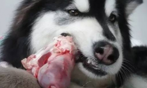 狗吃猪肉有危害吗