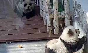 泰州动物园“熊猫犬”引争议，回应：特地引进