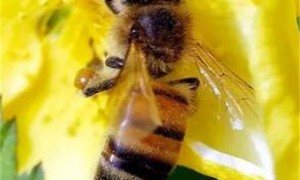 蜜蜂的触角有什么作用