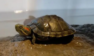 为何你家龟龟突然拒食？三大元凶浮出水面，养龟人必知的紧急信号！