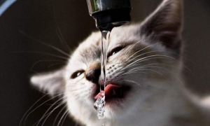 猫咪光喝水不吃东西什么问题