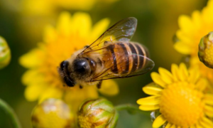 蜜蜂的贡献有哪些
