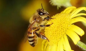 蜜蜂多少温度可以春繁