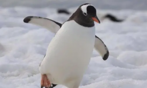 南极有哪些企鹅