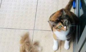 猫咪掉毛怎么解决