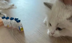猫咪第一针疫苗什么时候打