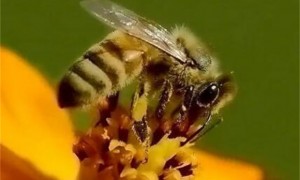 胶桶可以养蜜蜂吗