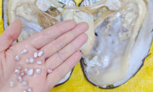 珍珠怎么形成的 河蚌
